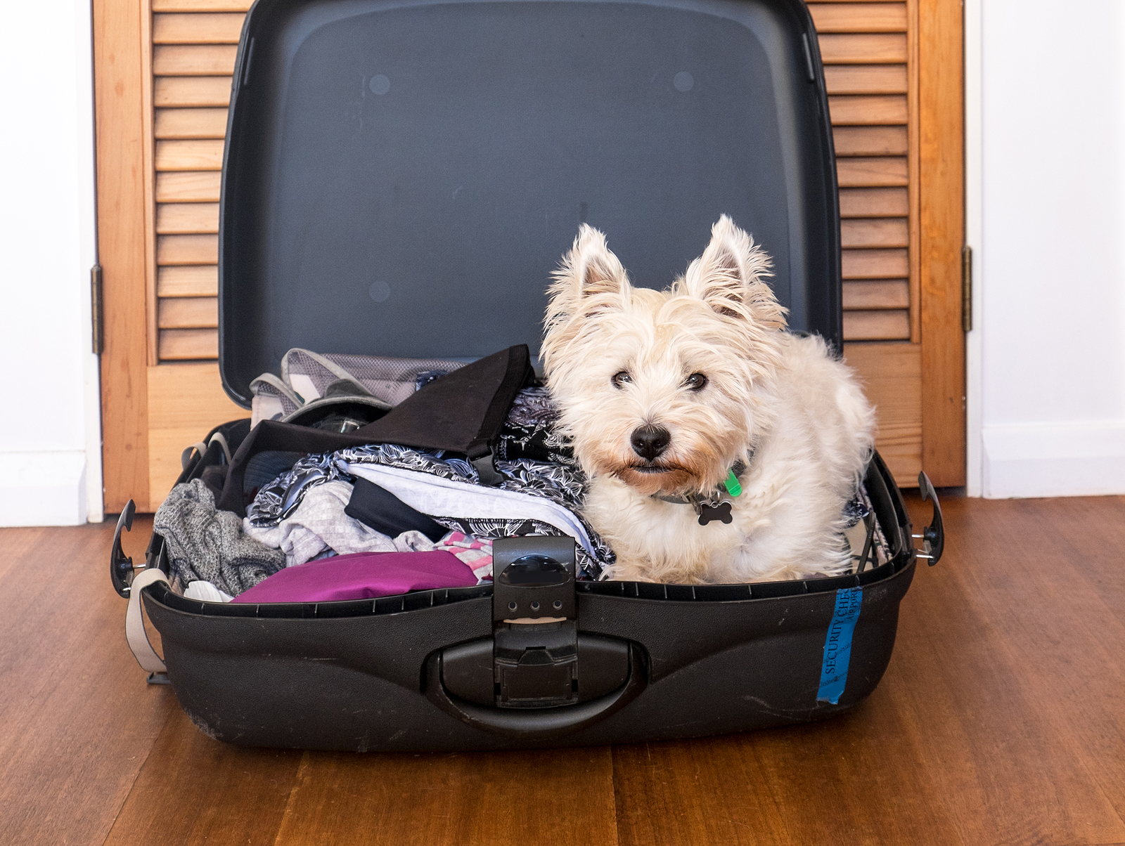 Pets on vacation: scruffy west highland terrier westie dog in packed suitcase luggage of clothes